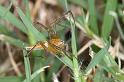 Oxyopes_quadrifasciatus_D4109_Z_89_Alexandra hills Brisbane_Australie